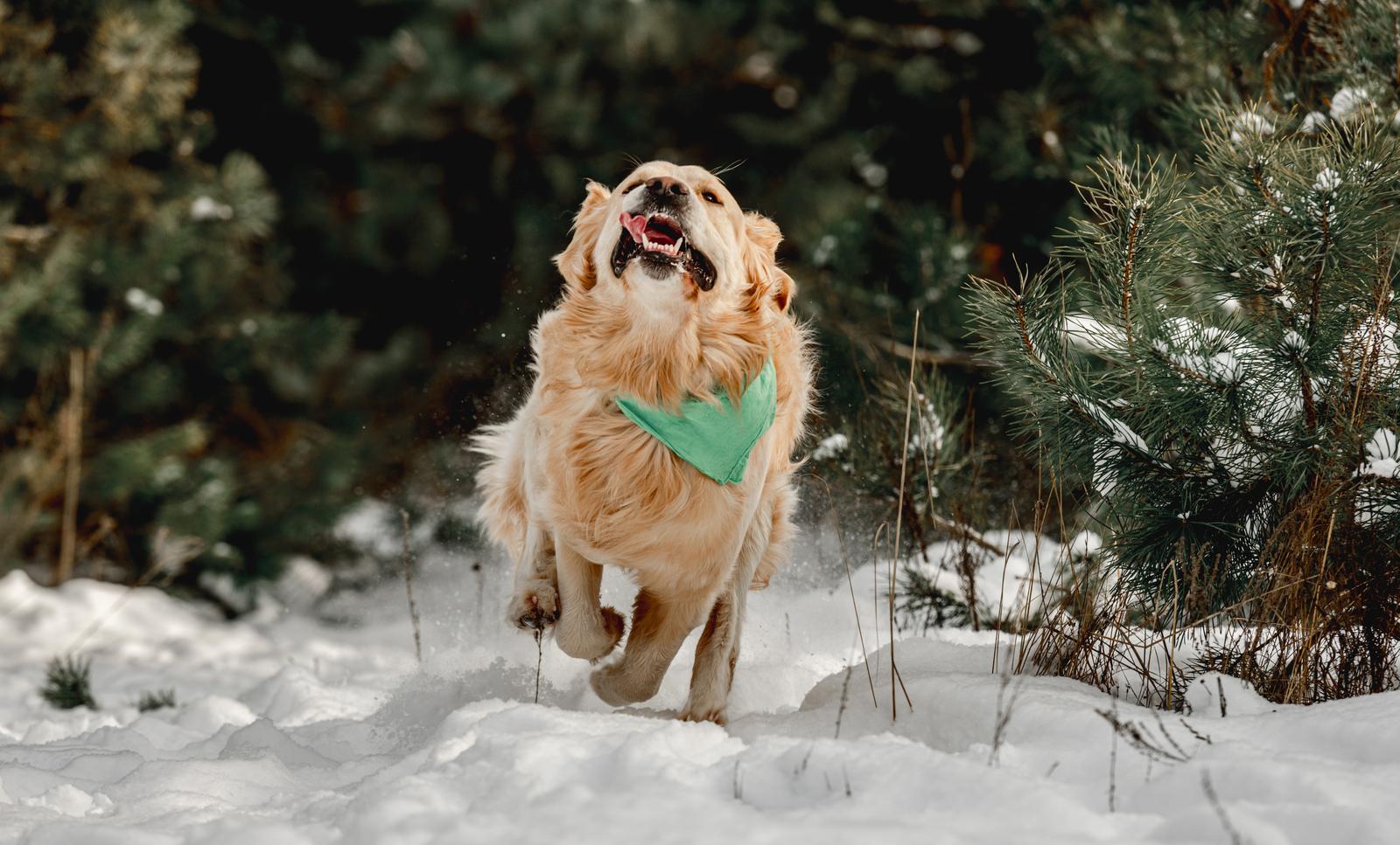 Czym smarować łapy psa zimą