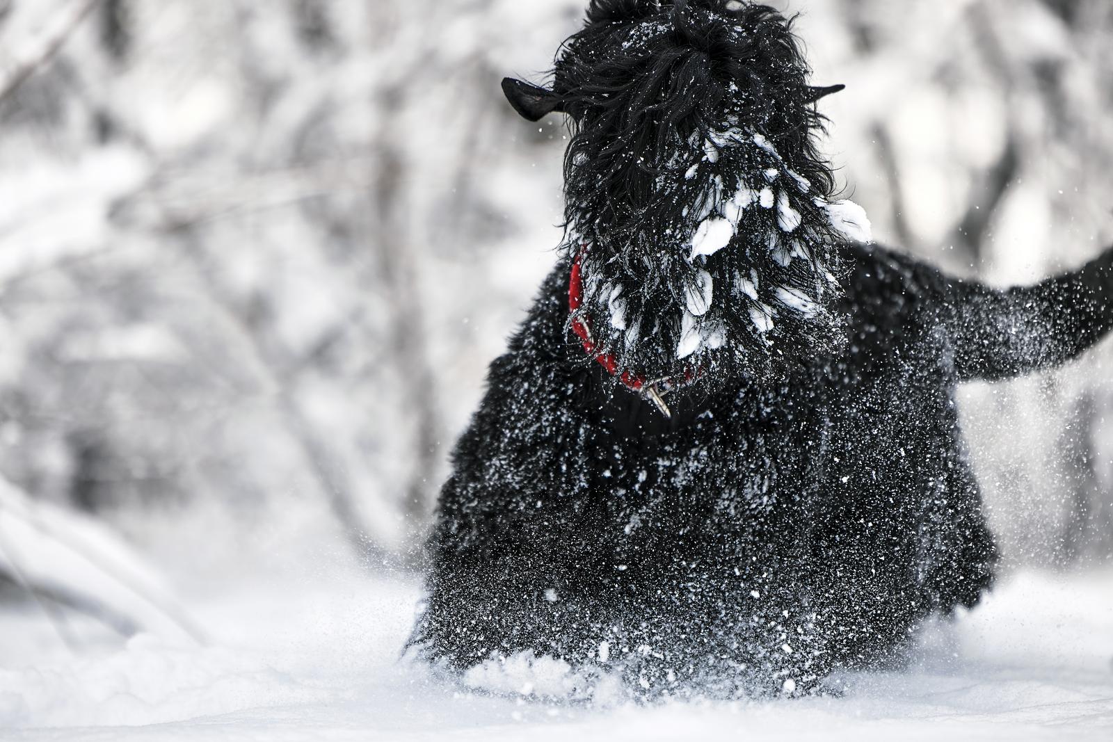 Imiona dla czarnego psa – jakie wybrać