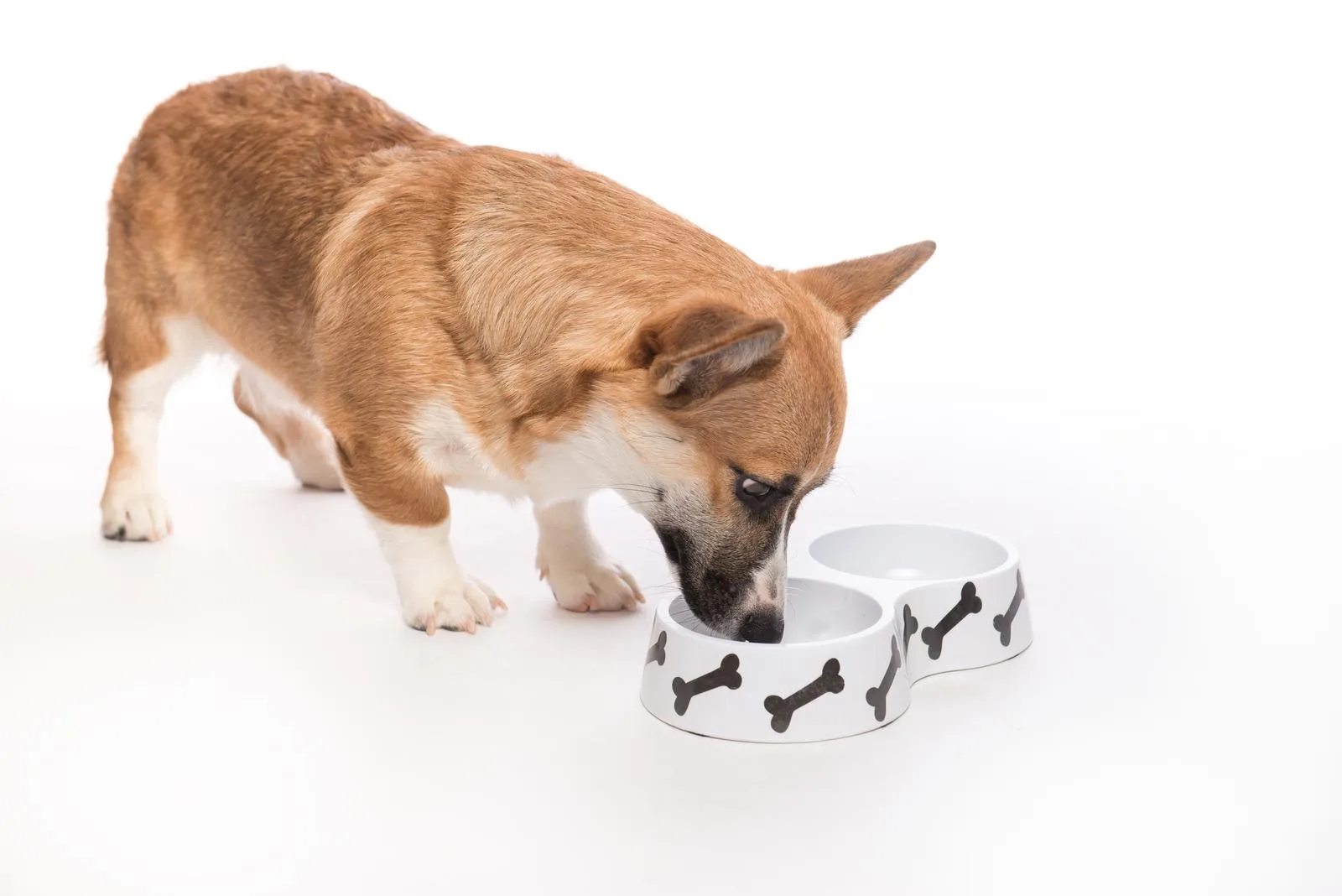 Próbki karmy dla psa - skąd je wziąć