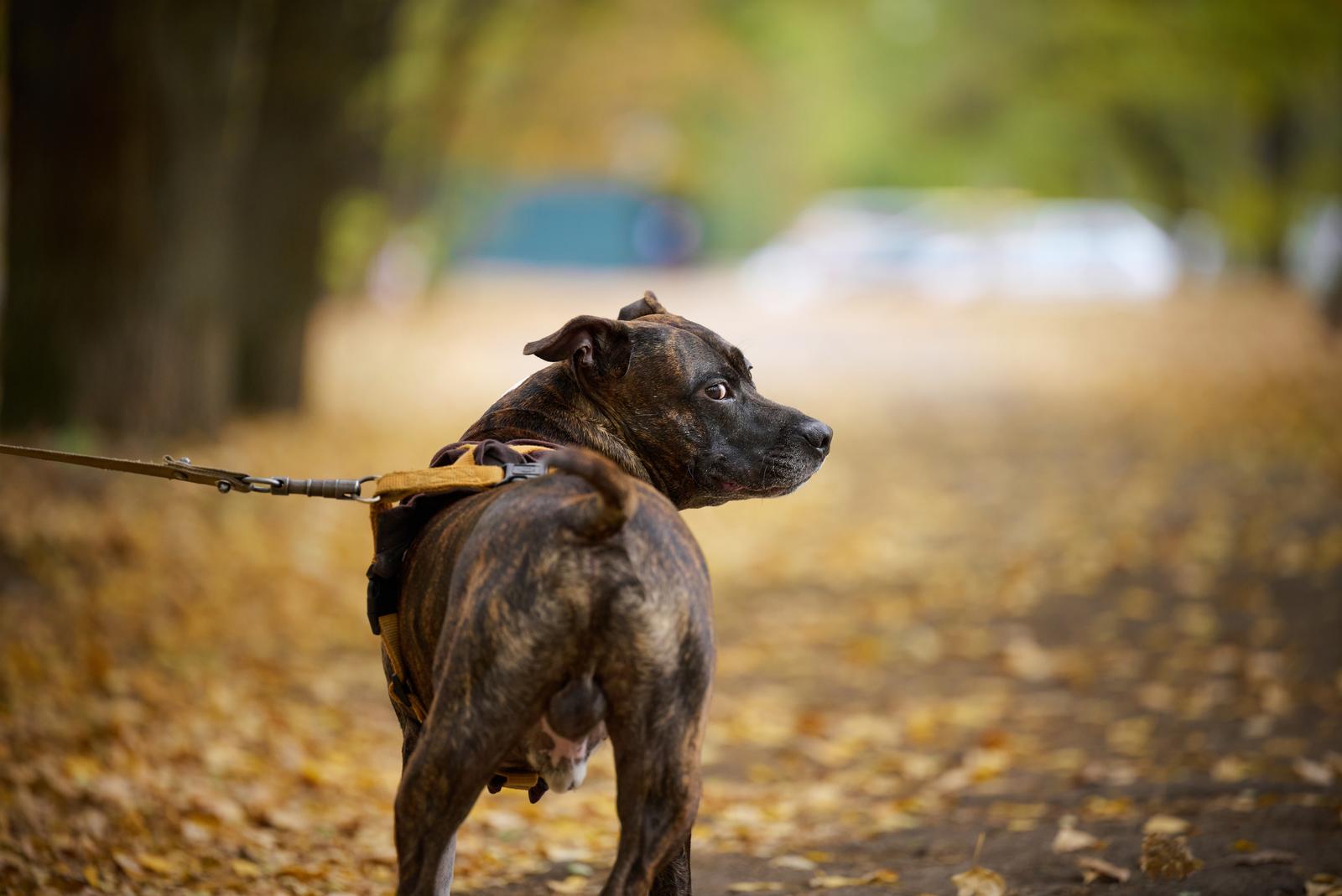 Szelki rehabilitacyjne dla psa - o czym warto wiedzieć