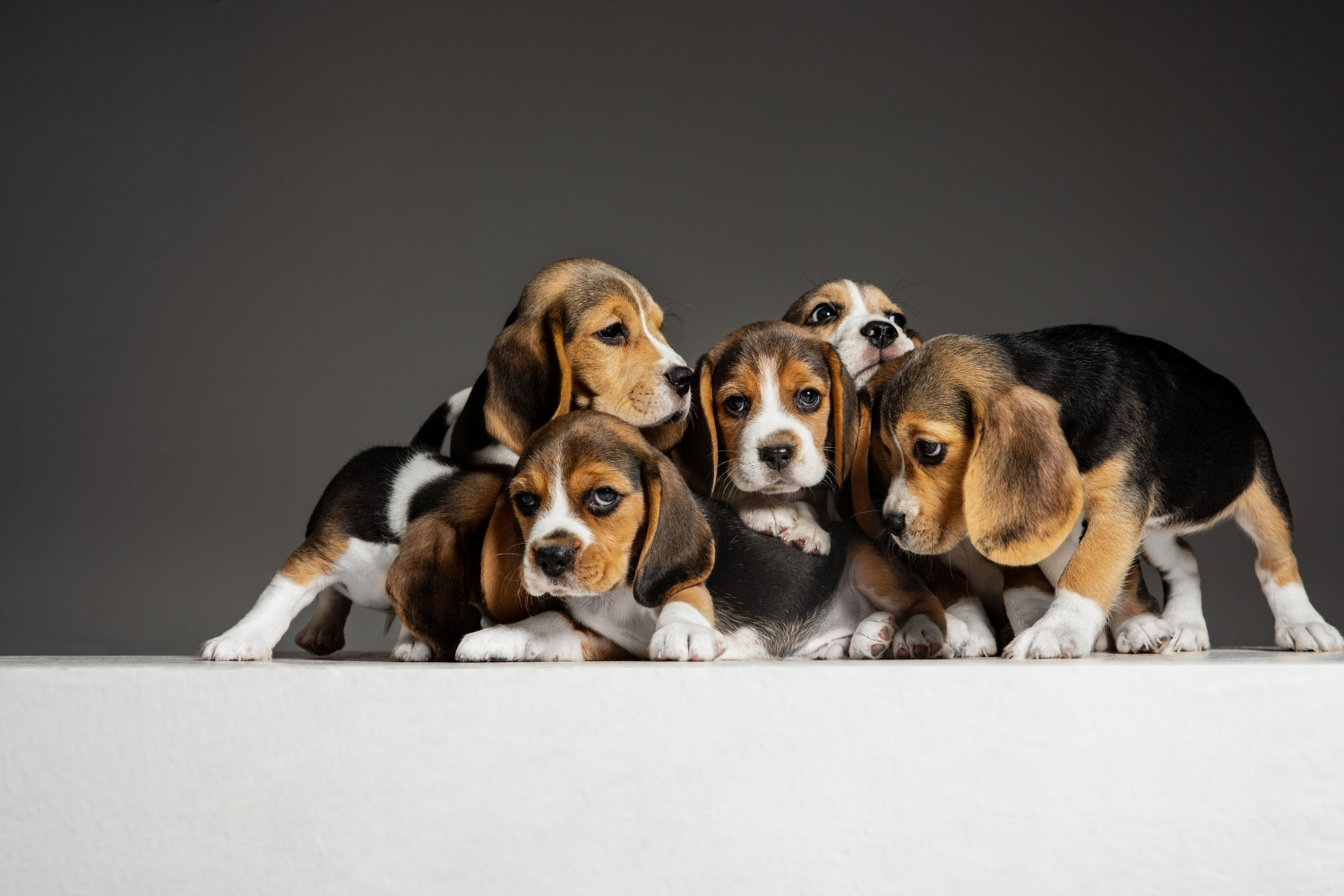 Jakie są obowiązkowe szczepienia dla psów?