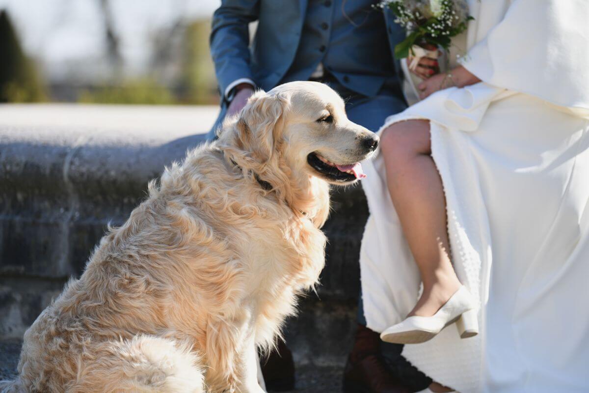 Co zrobić, gdy pojawi się pies na weselu?