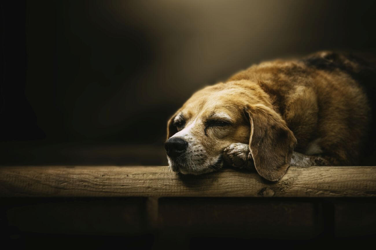 Jakie są objawy śmierci psa ze starości?